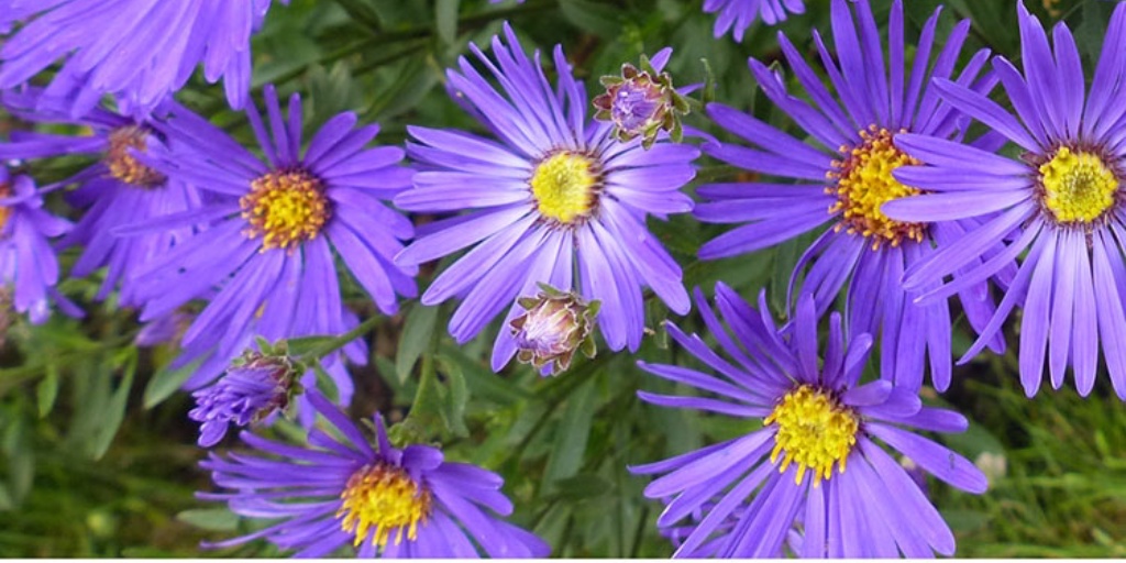 Hoo House Nursery Aster amellus 'Violet Queen'